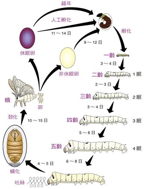 蠶的生命週期|家蠶的起源與絲路 摘要